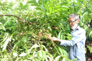 Giá cà phê trong nước sẽ tiếp tục duy trì ở mức cao