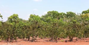 Cây trồng bị ảnh hưởng do nắng hạn