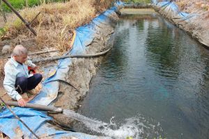 Giải pháp tiết kiệm nước tưới mùa khô