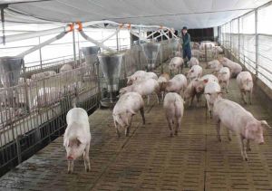 Doanh nghiệp là đầu tàu phát triển chăn nuôi bảo vệ môi trường