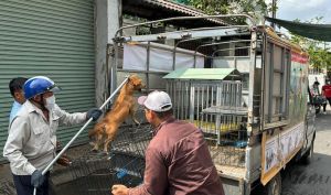 Toàn tỉnh ghi nhận 12 ổ dịch chó dại