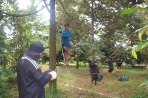 Vào mùa hái sầu riêng thuê