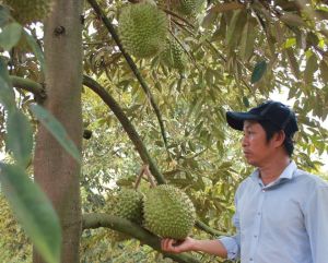 Sầu riêng Musang King bán phổ biến trên thị trường với giá rẻ