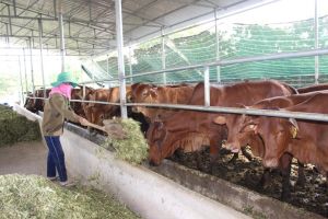 Huyện Cẩm Mỹ có hơn 4,8 ngàn cơ sở chăn nuôi gia súc, gia cầm