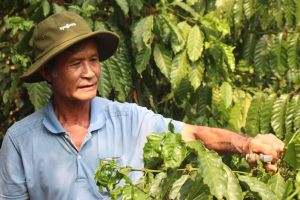 Người nông dân duy trì có diện tích cà phê lớn ở phường Bàu Sen
