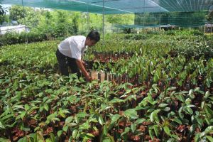 Phát triển nghiên cứu, sản xuất giống phục vụ cơ cấu ngành nông nghiệp giai đoạn 2021-2025