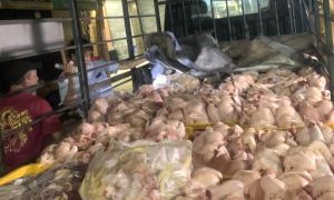 Kiểm soát dịch bệnh động vật, đảm bảo an toàn thực phẩm giai đoạn 2024-2030