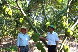 Huyện thuần nông Cẩm Mỹ xây dựng nông thôn mới