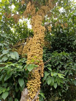 Vùng đặc sản dâu An Phước vào mùa trái ngọt