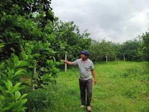 Vợ chồng nông dân giỏi ở ấp Cây Xoài