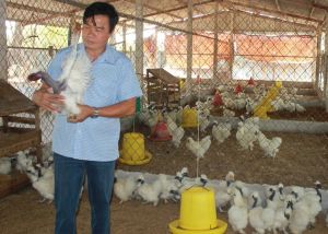 保存灭种危机马达鸡