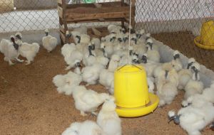 Bảo tồn giống gà Mã Đà có nguy cơ tuyệt chủng