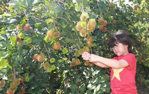 Thành phố Long Khánh phát triển được hơn 7,3 ngàn hécta cây ăn trái