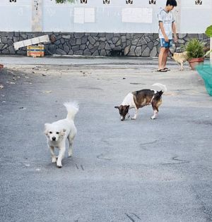 Tiếp tục triển khai mô hình bắt chó thả rông