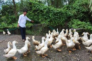 Khuyến khích phát triển hợp tác, liên kết trong sản xuất và tiêu thụ sản phẩm nông nghiệp