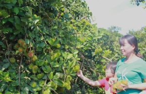 夏の果物の季節を待つ農民たち