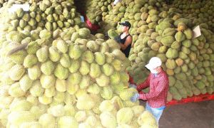 Tăng kiểm soát các vùng trồng sầu riêng xuất khẩu