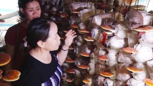 TP. Long Khánh: Sôi nổi phong trào nông dân thi đua sản xuất kinh doanh giỏi