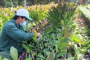 Kiểm tra tình hình sản xuất, kinh doanh giống cây trồng