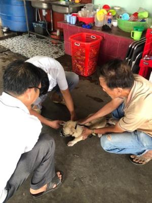 UBND tỉnh chỉ đạo tăng cường tiêm vaccine phòng bệnh cho đàn vật nuôi