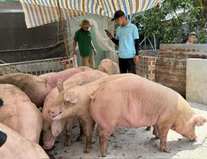 돼지 가격은 비수기 시장에 갑자기 증가함