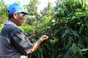 커피 가격은 좋은 수출 덕분에 지속적으로 증가함