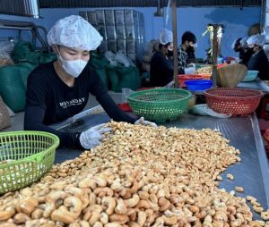 因价格不停增高生产腰果企业收到困难