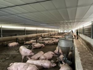 Người nuôi heo đạt lợi nhuận tốt sau giai đoạn khó khăn