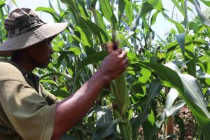 Huyện Cẩm Mỹ gieo trồng gần 9 ngàn hécta vụ hè thu