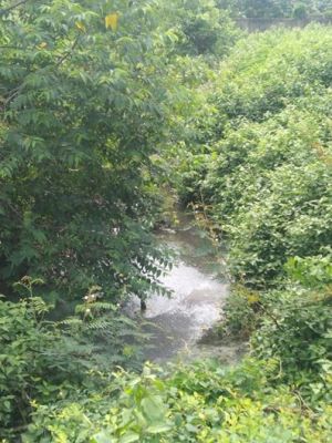 Chăn nuôi gây ô nhiễm môi trường