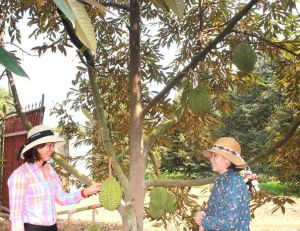 种榴莲达十亿盾利润