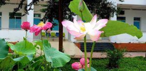 Tổ chức cuộc thi “Cơ sở y tế Xanh - Sạch - Đẹp” lần thứ I