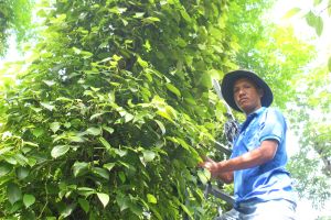 Nông dân xã Xuân Thọ nỗ lực khôi phục lại vườn tiêu