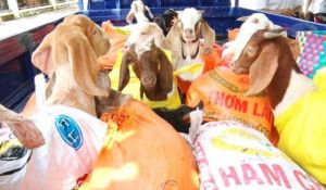 Thành phố Long Khánh hỗ trợ dê giống cho 10 hộ nghèo, cận nghèo, mới thoát nghèo