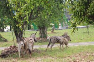 Khu du lịch sinh thái Vườn Xoài ra mắt khu nuôi thú bán hoang dã mi ni