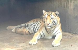 Hổ Bengal quý hiếm sinh 5 con tại Đồng Nai