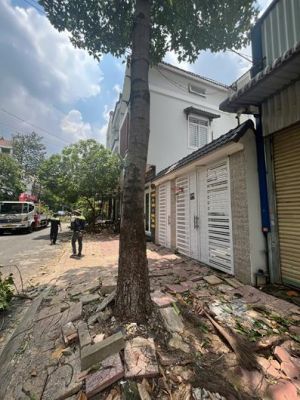 Tìm giải pháp xử lý phù hợp, kịp thời rễ cây xanh xâm hại công trình, nhà dân