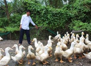 3 chính sách hỗ trợ phát triển chăn nuôi từ ngày 20/9/2024