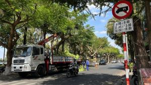Chú trọng đảm bảo an toàn cây xanh mùa mưa, bão