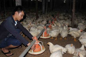 Vào mùa chay, thị trường tiêu thụ gia cầm kém sôi động