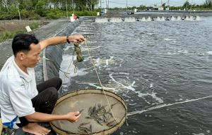 Opportunities for High-Tech Shrimp Farming Development