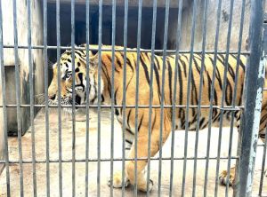 Hổ chết hàng loạt tại Khu du lịch Vườn Xoài do dịch bệnh