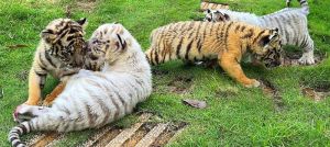 Đã xác định được nguyên nhân nhiều con hổ ở Khu du lịch Vườn Xoài bị chết