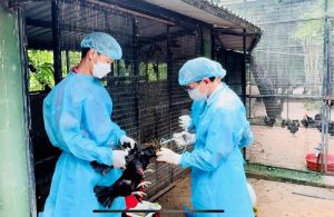 Hoàn tất việc tiêm vaccine phòng cúm cho toàn bộ gia cầm nuôi tại Vườn Xoài