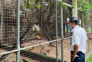 Thực hiện đồng bộ nhiều giải pháp phòng dịch cúm gia cầm tại Vườn Xoài