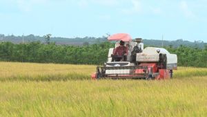 Phạt nặng hành vi lấn, chiếm đất trái phép