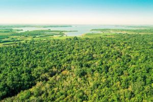 Điều tra hiện trạng rừng và trữ lượng carbon