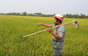 Từ ngày 1-8-2024, Luật Đất đai năm 2024 cho phép cá nhân không trực tiếp sản xuất nông nghiệp được nhận chuyển nhượng đất, tặng cho đất trồng lúa