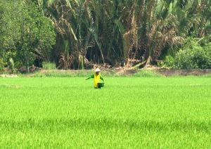 Đẩy mạnh phong trào Nông dân thi đua sản xuất, kinh doanh giỏi, đoàn kết giúp nhau làm giàu, giảm nghèo bền vững