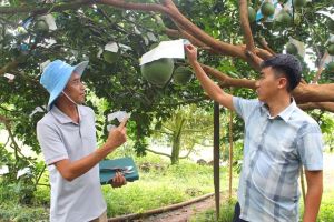 Nông dân trẻ với sáng kiến trồng bưởi năng suất cao
